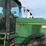 Cat on tractor